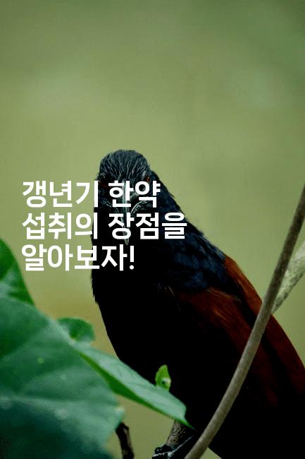 갱년기 한약 섭취의 장점을 알아보자!