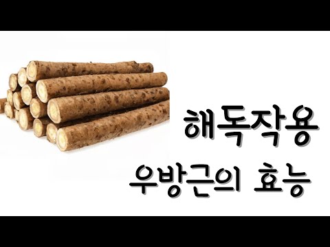 해독작용에 특화된 우방근의 효능